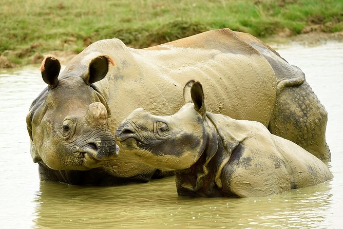 Whipsnade Zoo Entry Ticket - Whipsnade Zoo, London style: wide spaces and plenty to see
