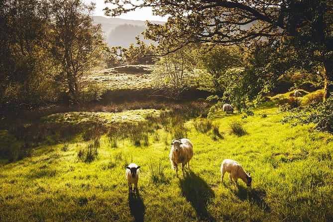 Windermere & Lake District Tour from Manchester Including Cruise - A smooth 11-hour Lake District sampler from Manchester