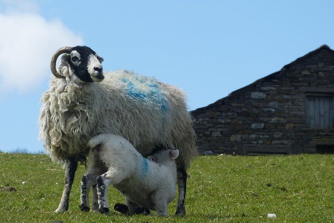 Yorkshire Dales Day Trip from York - Hawes and Wensleydale Creamery: Cheese, Shops, and a Real Lunch Option